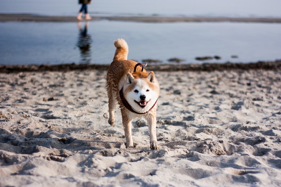 Akita inu jsou krásná zvířata. 